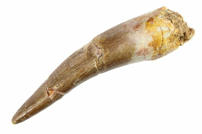 Bargain, Fossil Plesiosaur (Zarafasaura) Tooth - Morocco #297896